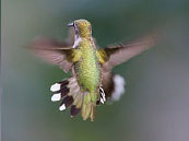 Hummingbird-1