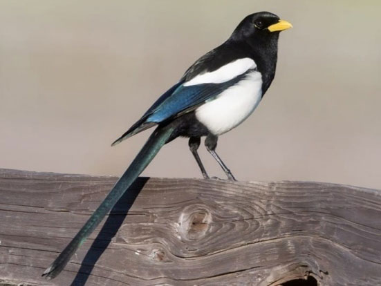 magpie