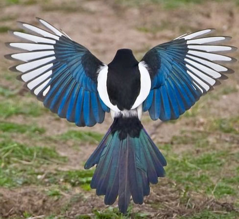 magpie
