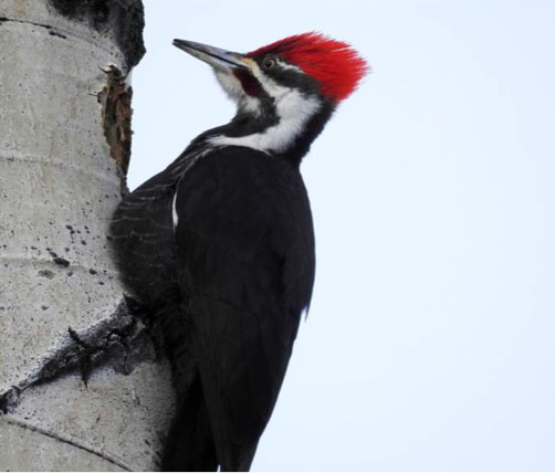 woodpecker